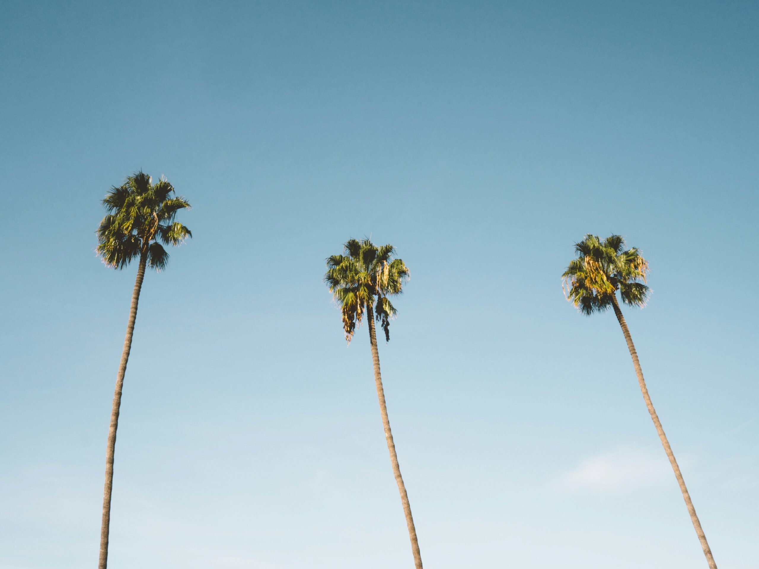 How Prenuptial Agreements Can Complement Estate Plans in Tampa