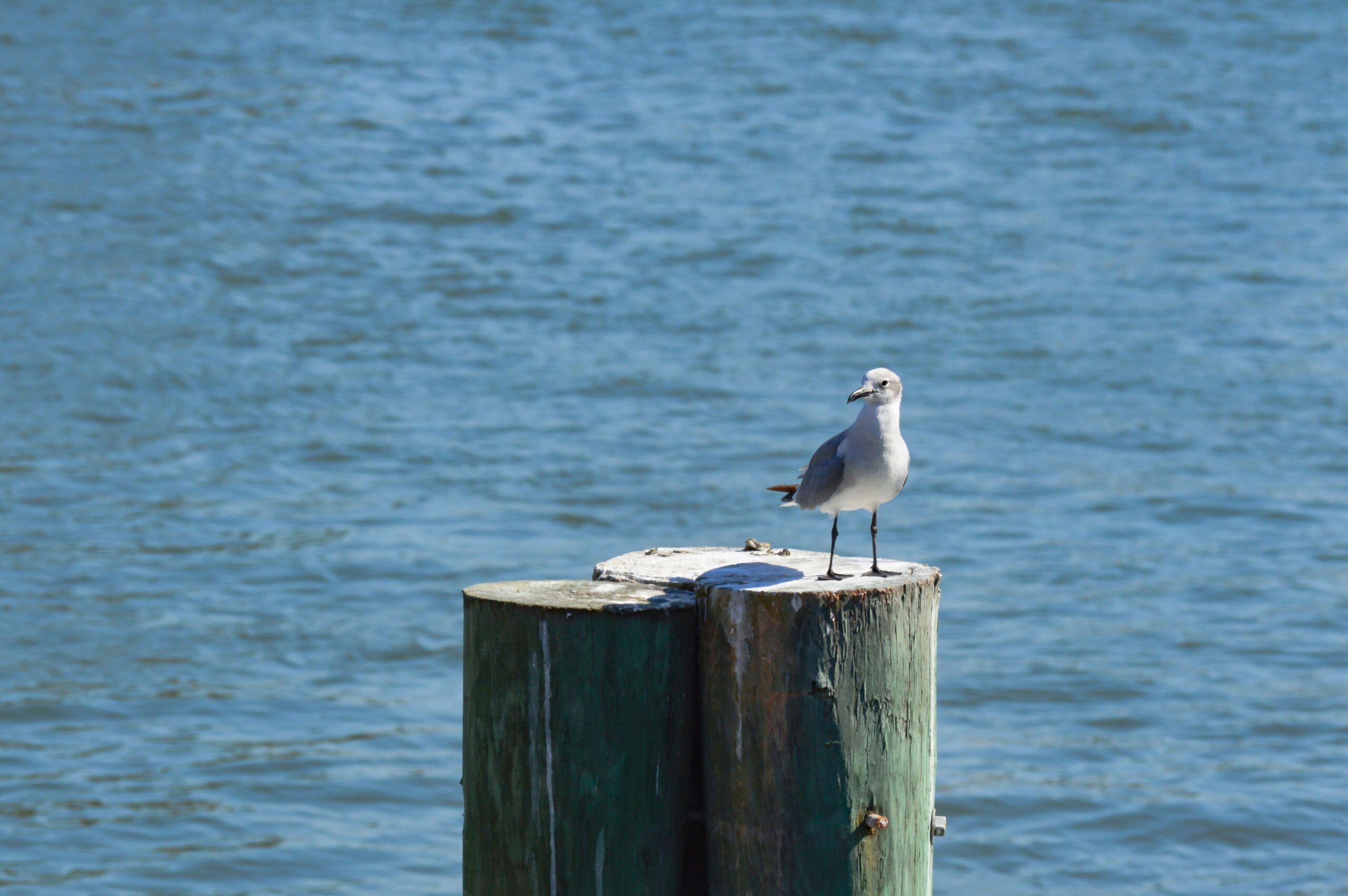 Defining Parental Responsibility in Florida