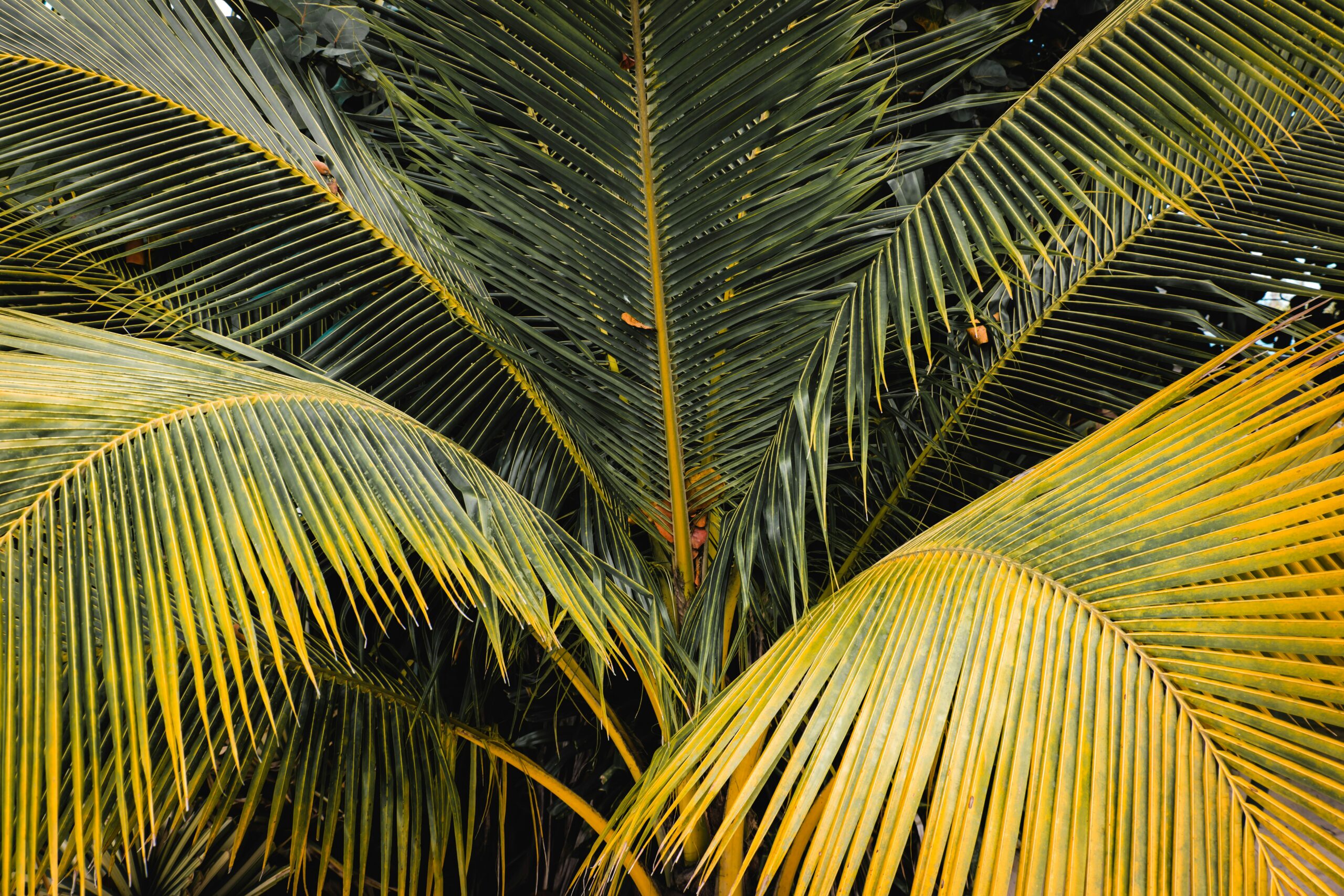 Filing for Divorce in Florida While Living Abroad on a Visa