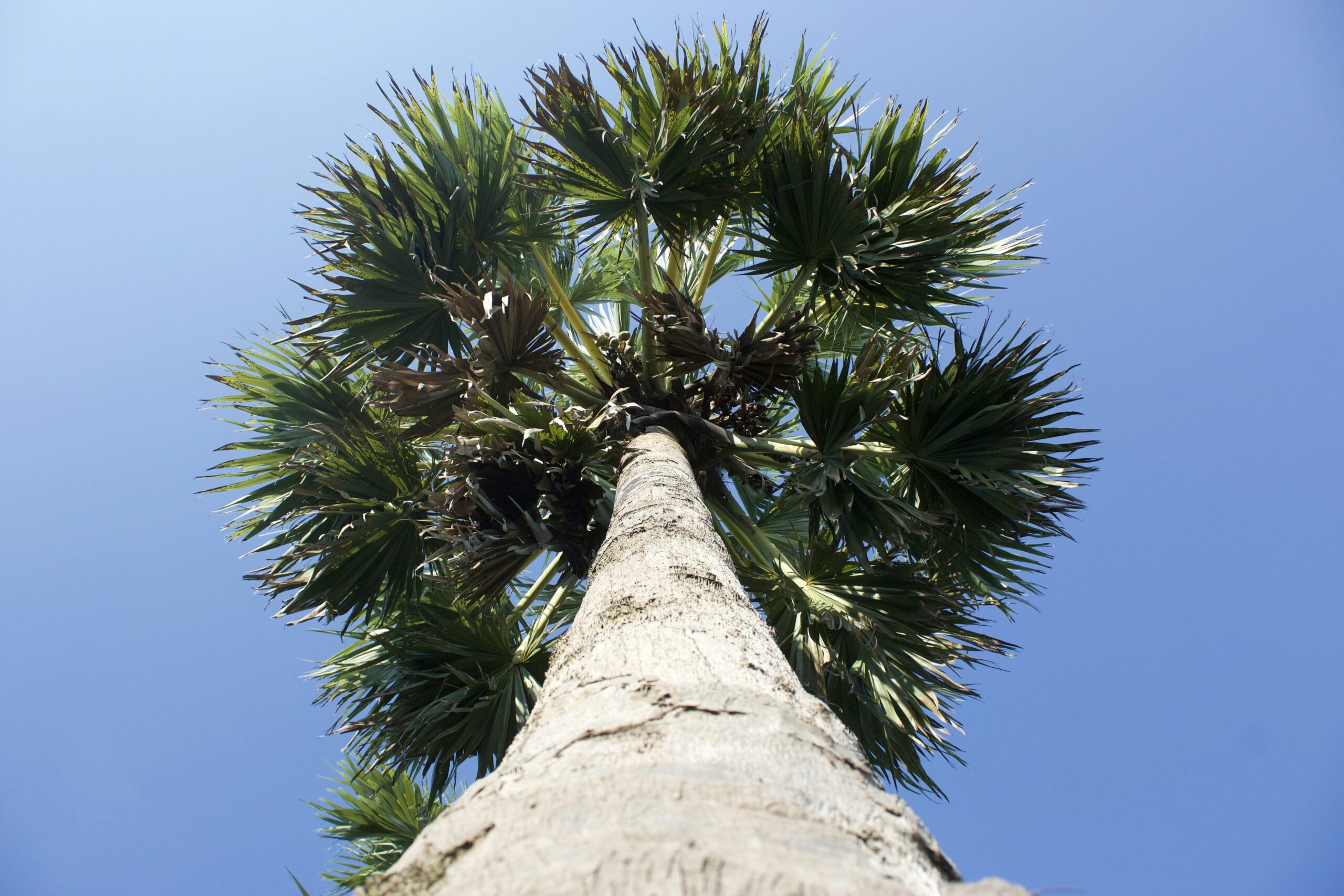 What Happens to Conditional Residency After Divorce in Florida?