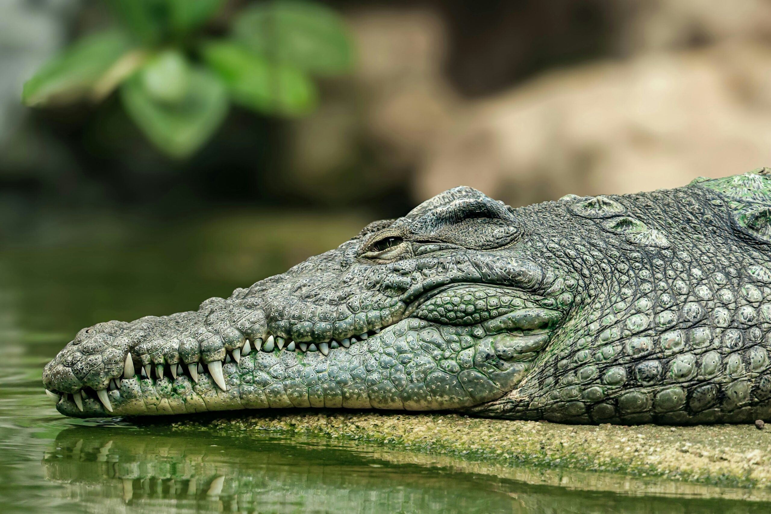 Protecting Intellectual Property in an Orlando Prenup
