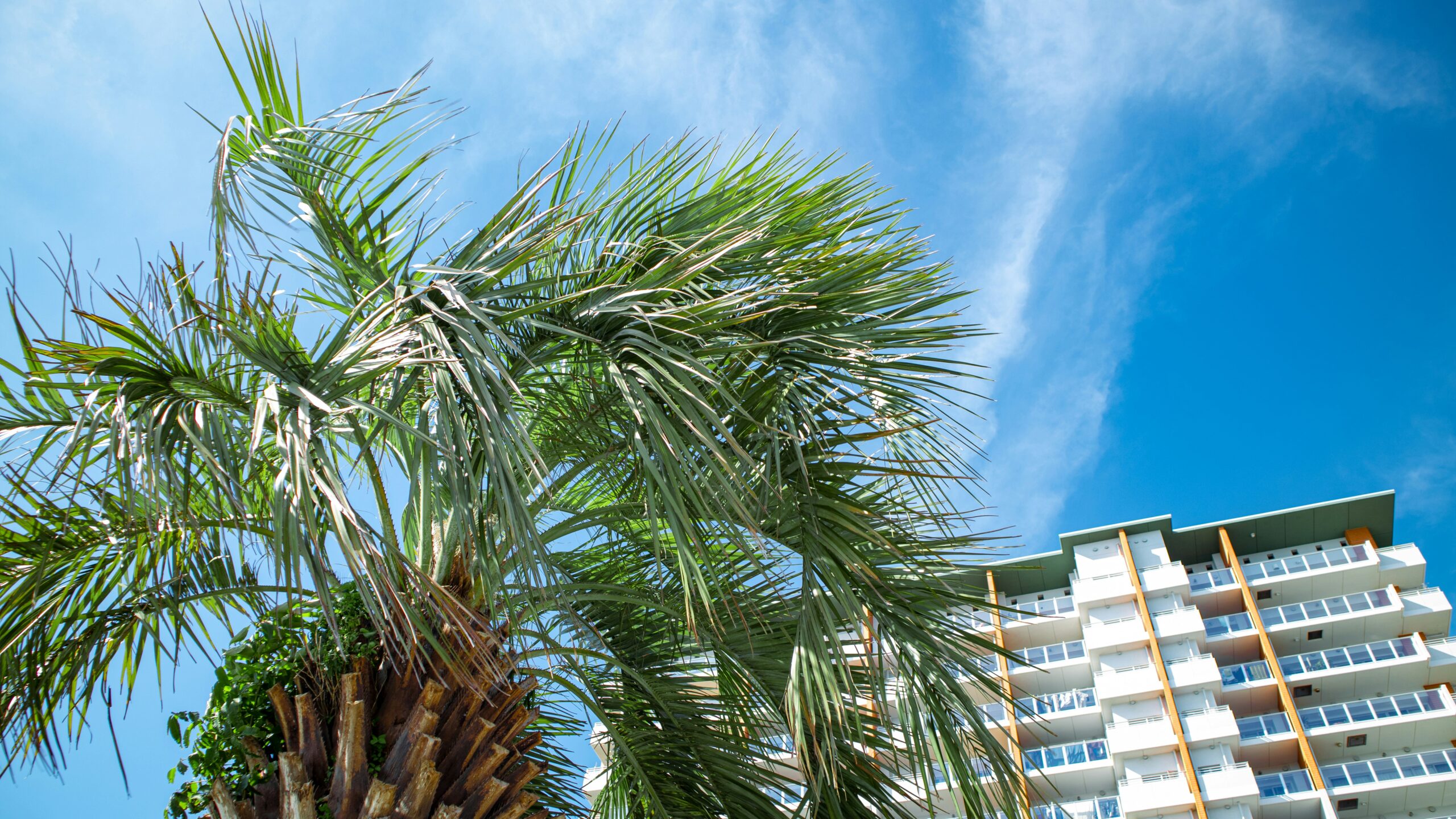 The Emotional Side of Working with a Sarasota Prenuptial Agreement Lawyer