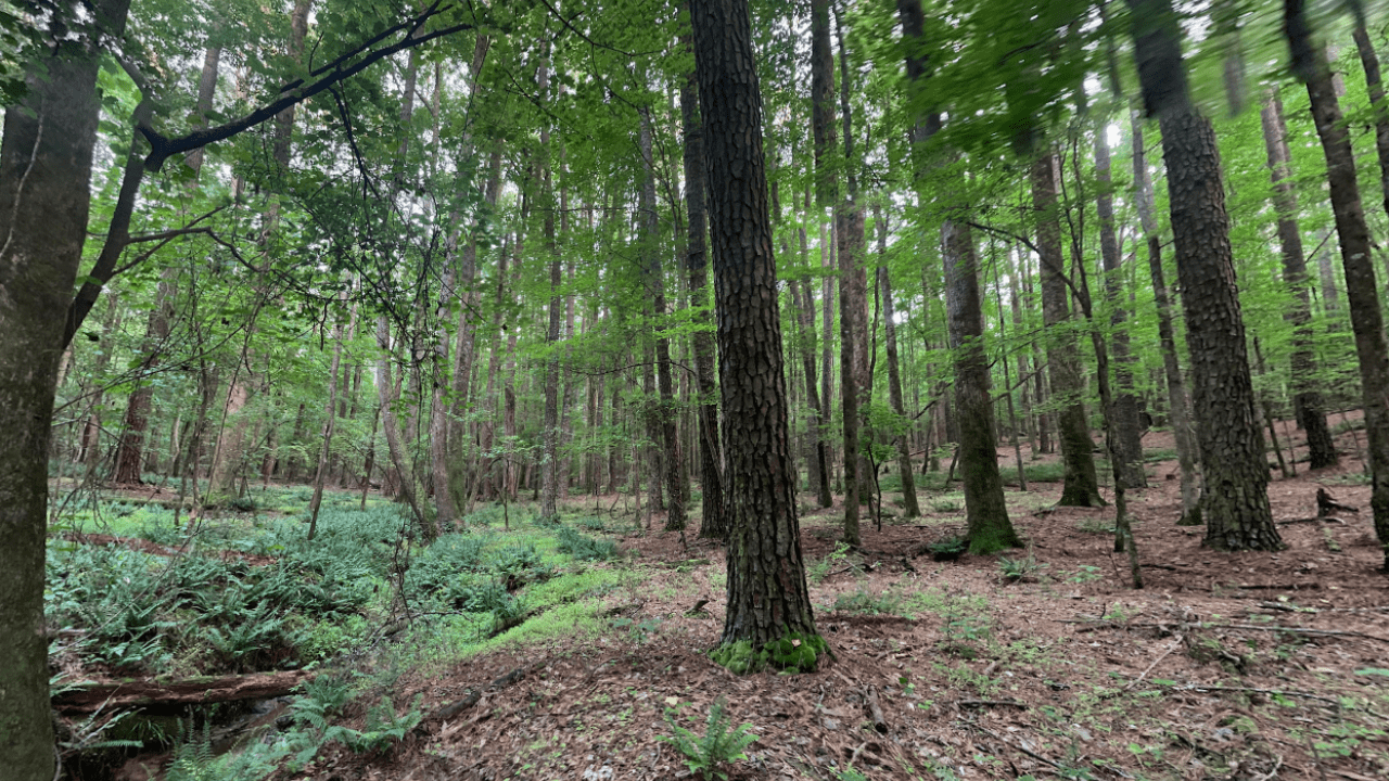 William B. Umstead State Park Raleigh NC