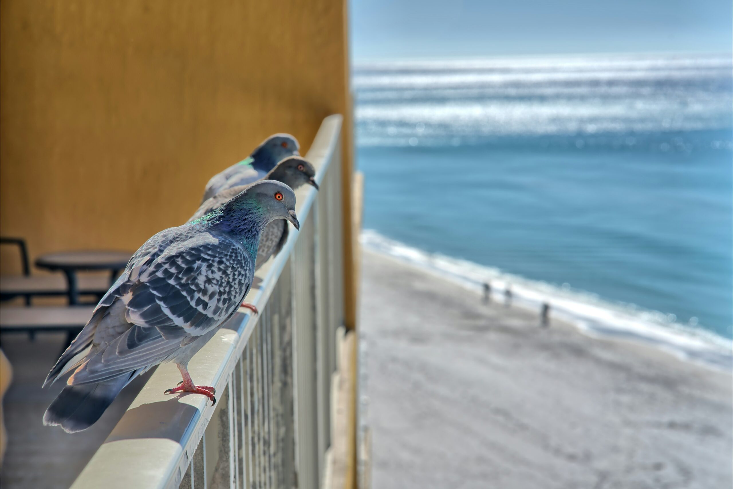 Privacy and Reputation Management in Clearwater High-Asset Divorce