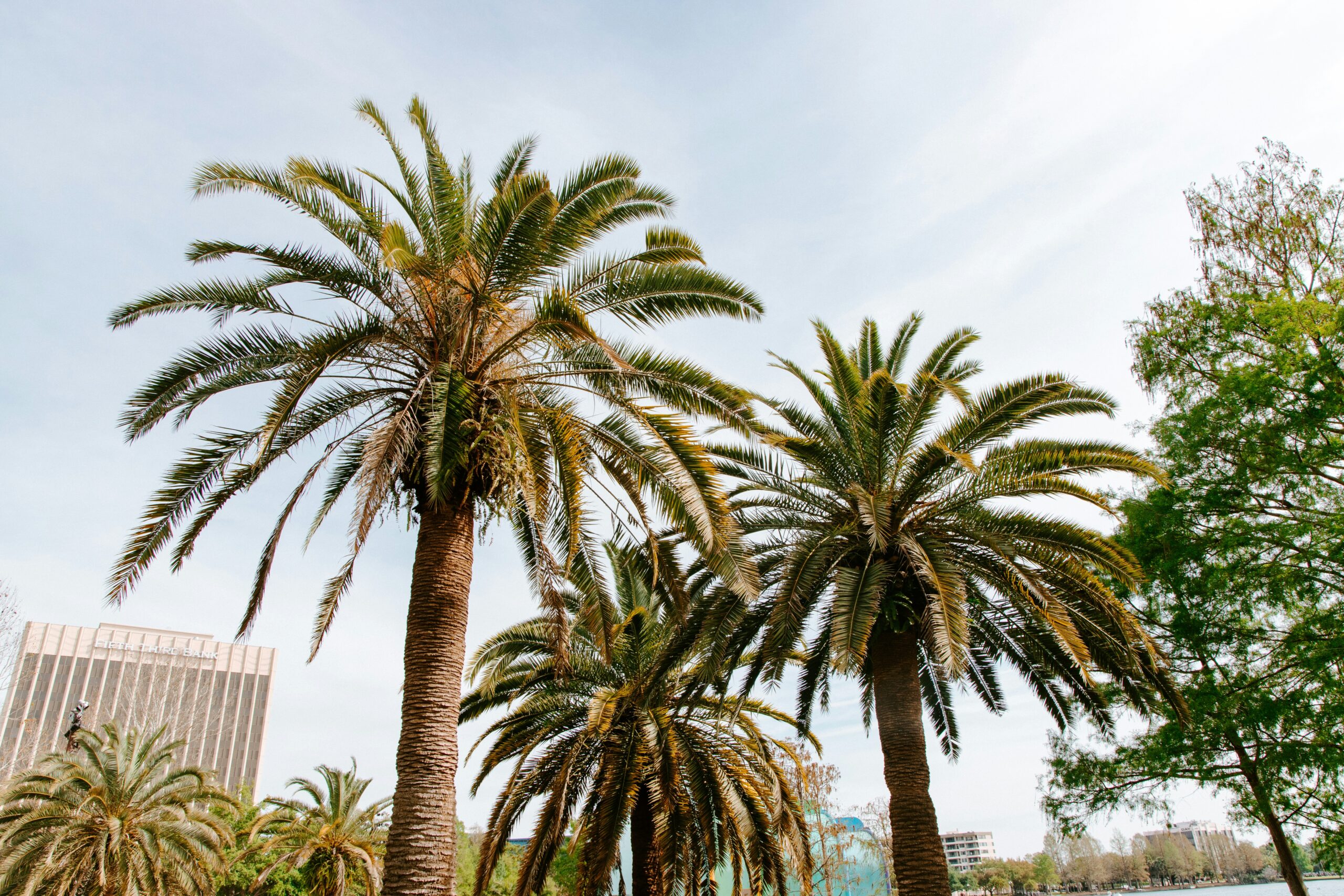Inheritance, Trusts, and Separate Property in Tampa High-Asset Divorces