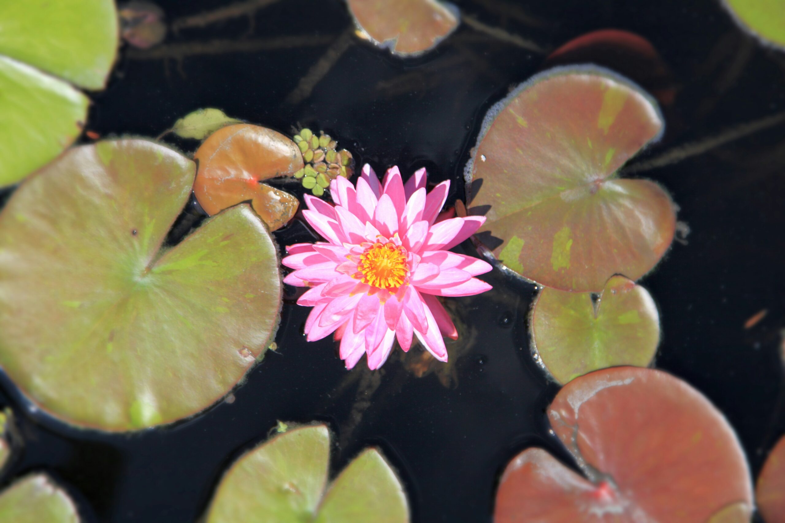 Tampa Divorce Lawyer on the Two Rules That Can Make or Break Your Appeal