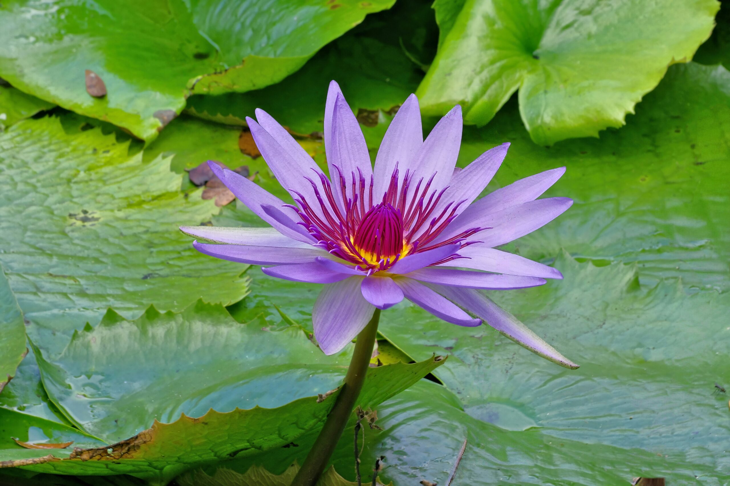 Tampa Divorce Lawyer on Unequal Distribution After a 25-Year Separation: The Reed Case