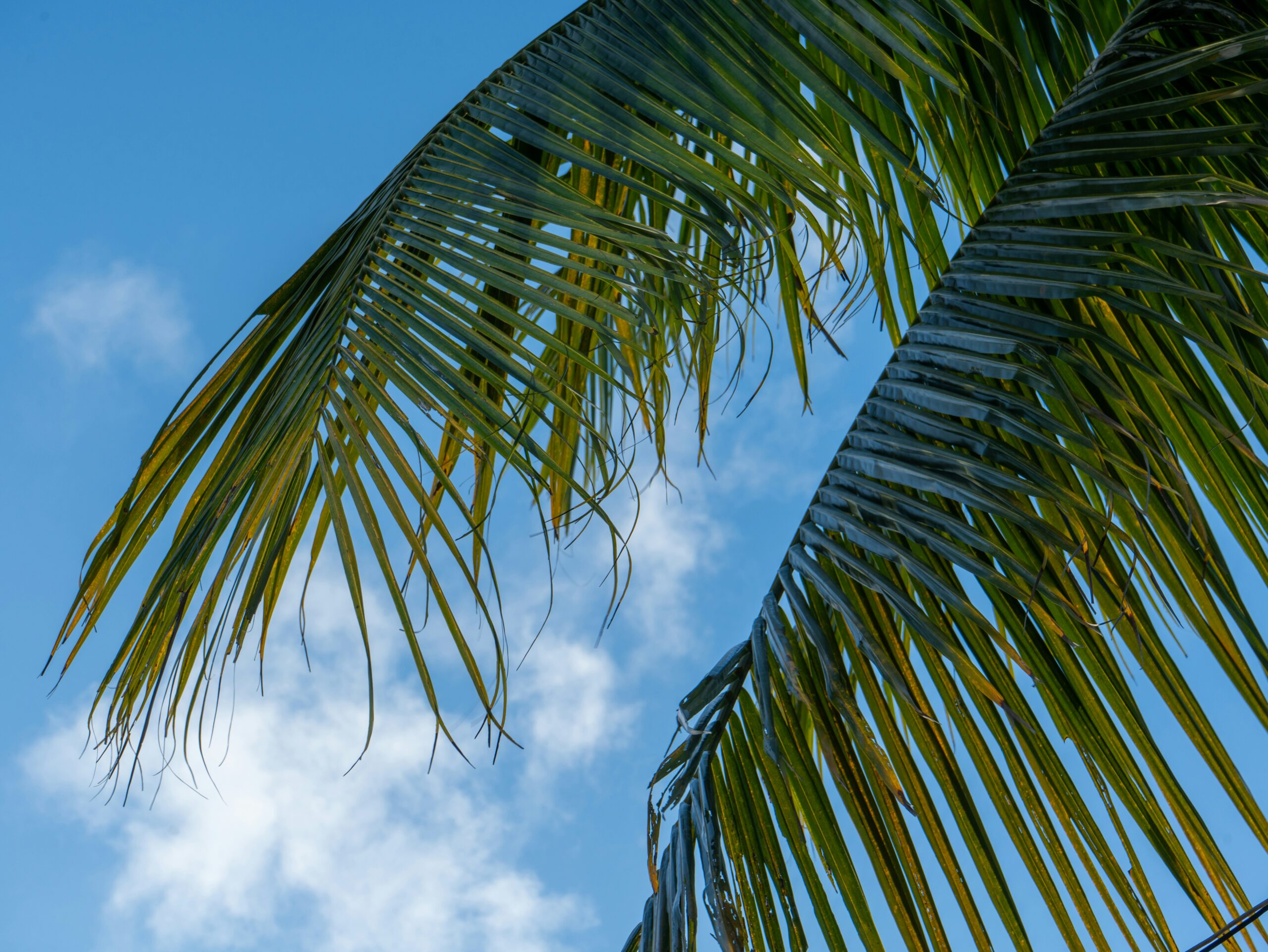 Parallel Parenting a Narcissist: A Guide for Tampa Parents