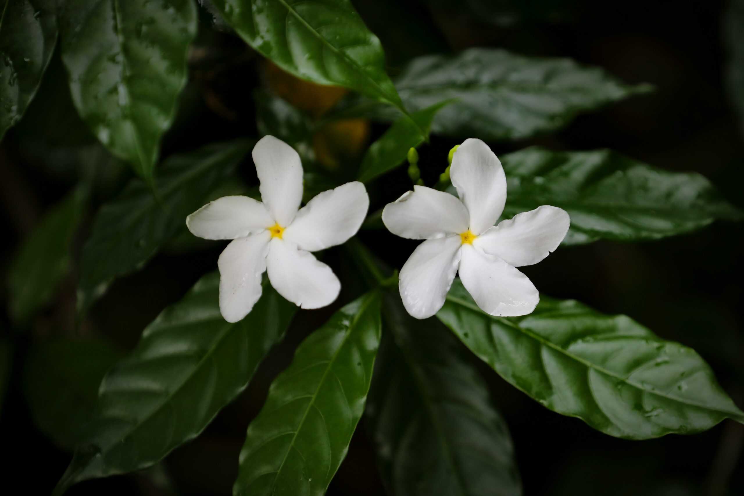 Tampa Divorce Lawyer on UCCJEA: Your Rights in Interstate Custody