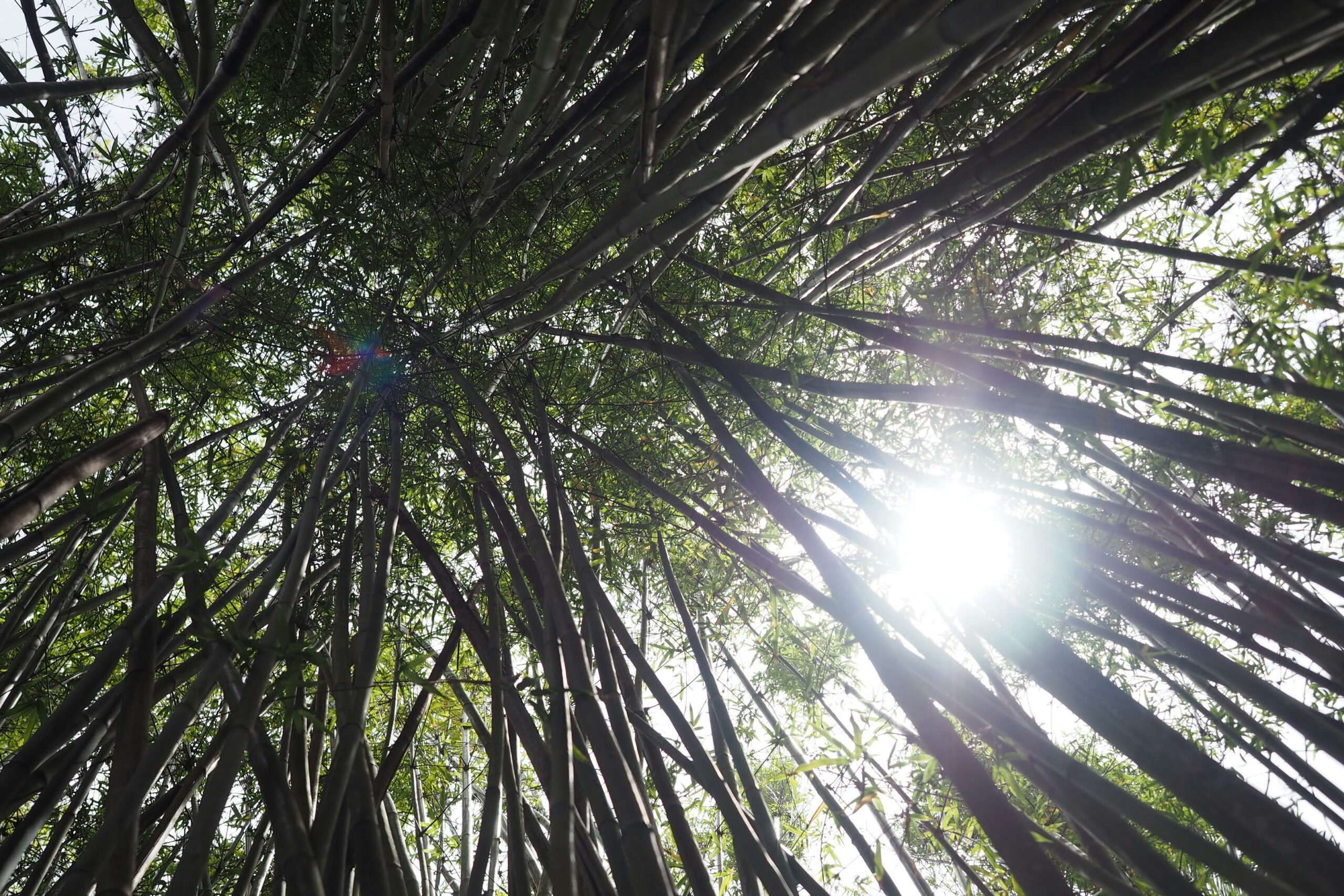 Tampa Divorce Lawyer: When a Birth Certificate Beats a DNA Test (The Bauer Paternity Case)