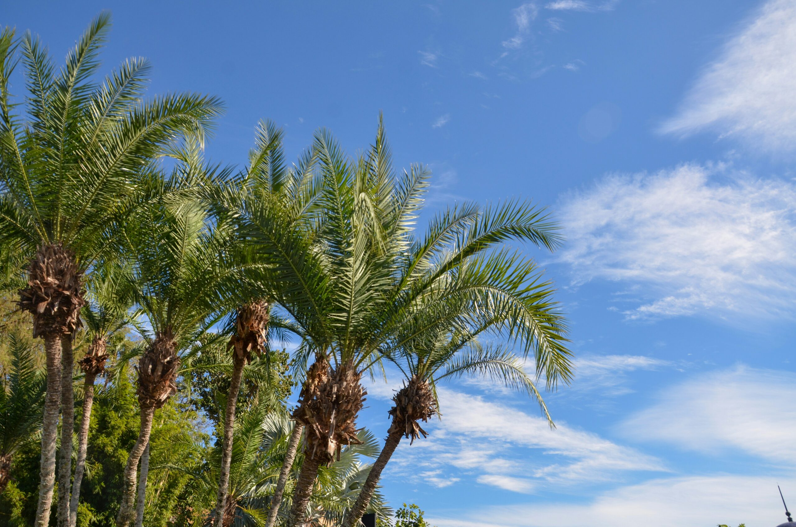 Tampa Divorce Lawyer vs. DIY Divorce: When You Actually Need Legal Representation in Florida